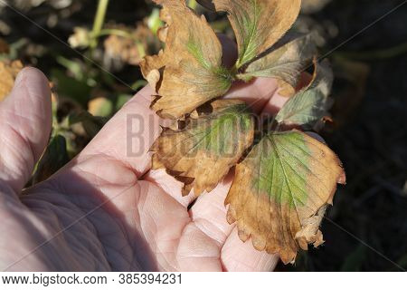 Strawberry Leaf Damage As Symptoms Of Fusarium Wilt