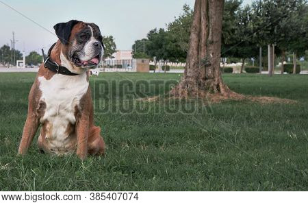 Boxer Dog Sitting In Park On Green Grass