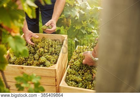Farmer Stroing Harvested Grapes Into A Wooden Container