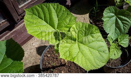Young Green Paulownia Tree. Seedling Of Paulownia Tomentosa In Pots.