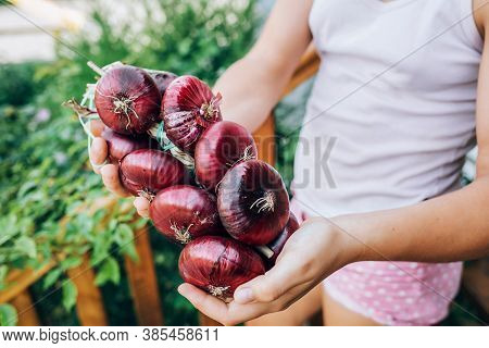 Female Hands Hold An Onion . Harvesting, Organic Food.