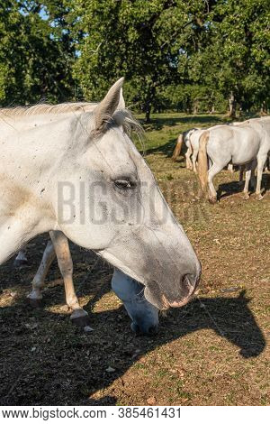 Lipica, Slovenia - September 8, 2020: Lipica Is One Of The Main Tourist Centers Of Slovenia's Karst 