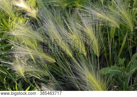 Spikes Of Foxtail Barley (hordeum Jubatum), A Wild Barley Species.