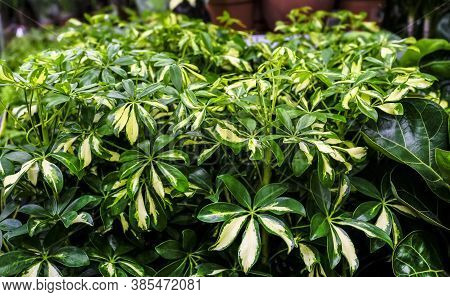 Schefflera Actinophylla Or Umbrella Tree Yellow And Green Leaves Close-up. Sale In The Store. Select