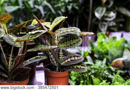 Maranta Leuconeura Fascinator Plant In Ceramic Planter. Sale In The Store. Selective Focus