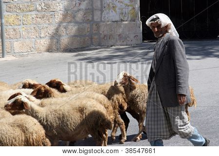 BETLEHEM, SHEPHERDS FIELD - OSTOBER 05: Hyrden fører en flok får græsser ligesom bibl