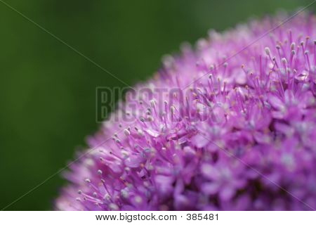 Planet Alium