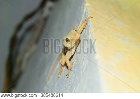 Yellow House Gecko Lizard On Wall Close Up, Reptile Common Asian Nocturnal Predator Species Tail