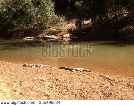 Two Fresh Water Crocodiles Laying By The Waters Edge, Windjana Gorge, Australia