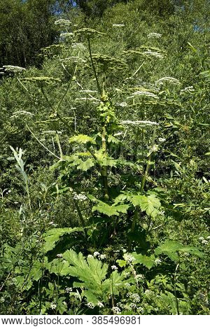 Dangerous, Toxic Plant Cow Parsnip Sosnowski (heracleum Sosnowskyi) Blossoms.