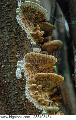Psathyrella Candolleana, Group Of Mushrooms Growing On The Tree.