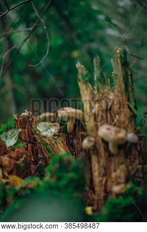Psathyrella Candolleana, Group Of Mushrooms Growing On The Tree.