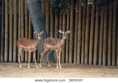 Impalas