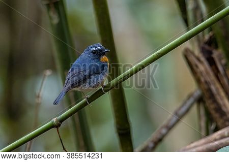 Nature Wildlife Bird Species Of Snowy Browed Flycatcher Perch On Branch Which Is Found In Borneo