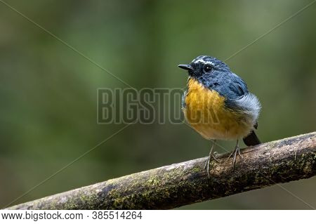 Nature Wildlife Bird Species Of Snowy Browed Flycatcher Perch On Branch Which Is Found In Borneo