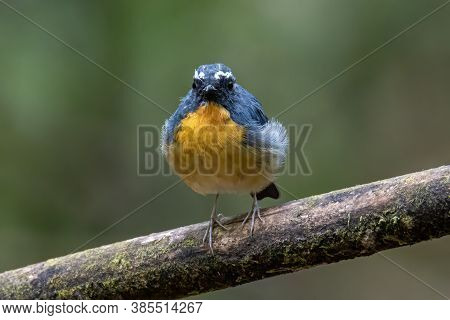 Nature Wildlife Bird Species Of Snowy Browed Flycatcher Perch On Branch Which Is Found In Borneo