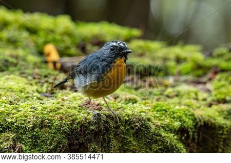 Nature Wildlife Bird Species Of Snowy Browed Flycatcher Perch On Branch Which Is Found In Borneo