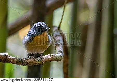 Nature Wildlife Bird Species Of Snowy Browed Flycatcher Perch On Branch Which Is Found In Borneo
