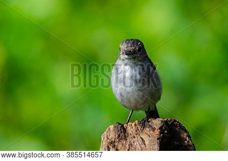 Nature Wildlife Bird Species Of Little Pied Flycatcher On Perched On A Tree Branch Found In Borneo,
