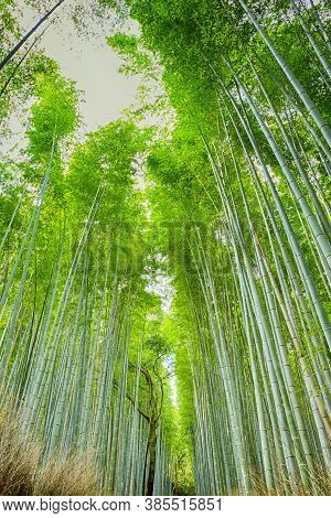 Oriental Travel Destinations. Sagano Forest As A Renowned Green Bamboo Forest In Japan.