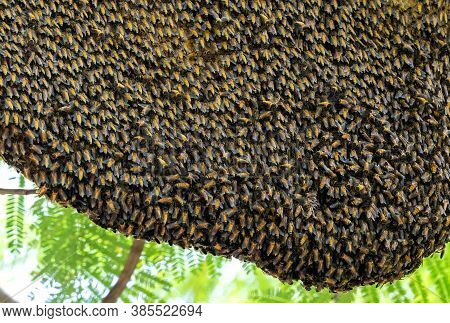 Closeup Huge Beehive Of Giant Honey Bees On A Branch