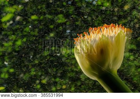 Flowerhead Of Haemanthus Albiflos, Also Known As Blood Lily Or Paintbrush Lily Against The Backgroun