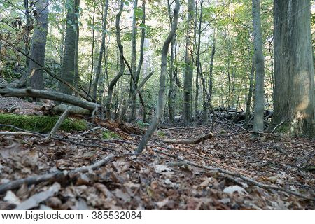 Wood In The Middle Of Europe