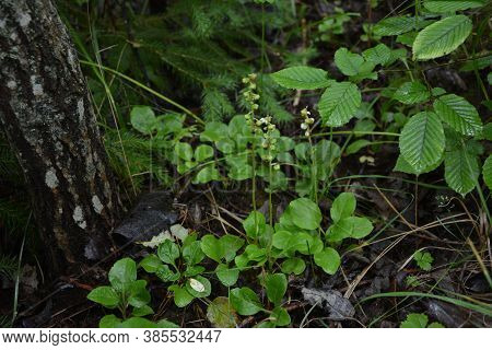 A Glade Of White Flowers In The Forest. Pyrola Rotundifolia. Beautiful Background