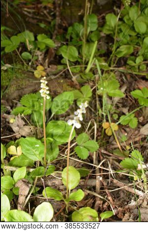 A Glade Of White Flowers In The Forest. Pyrola Rotundifolia. Beautiful Background
