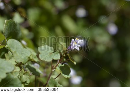 Kenilworth Ivy Small Flowers - Latin Name - Cymbalaria Muralis