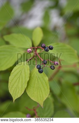 Giant Dogwood Berries - Latin Name - Cornus Controversa