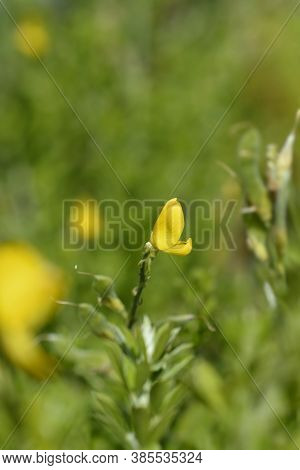 Easter Broom Flowers - Latin Name - Genista X Spachiana