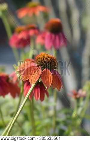 Coneflower Cheyenne Spirit Flower - Latin Name - Echinacea Cheyenne Spirit