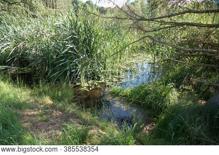 Stream In The Wood In Central Europe