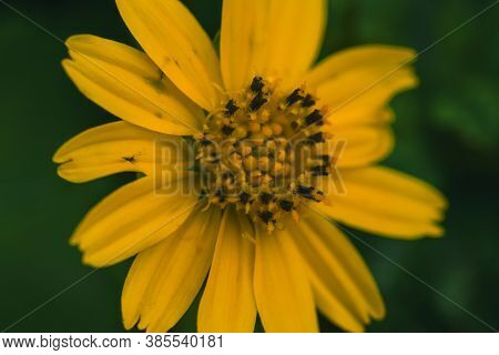 Wedelia Trilobata, Bright Yellow Flowers All Year Round,