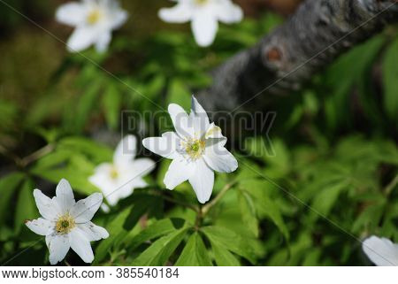 Whiter Flower Grows In The Forest. This Flower Is A Harbinger Of Spring. Beautiful Early Spring.