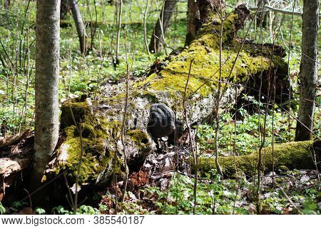 Close-up - In Spring, A Large Tree Flu On The Trunk Of An Old Tree. The Tree Is Covered With Green M