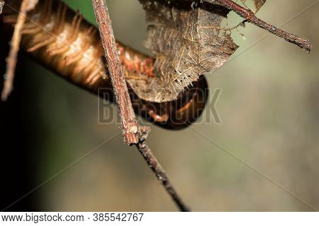 Millipede Legs Are On The Branches. Millipedes Have Segments, Each With Two Pairs Of Legs.