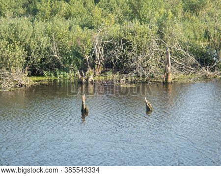 Stream In The Wood In Central Europe