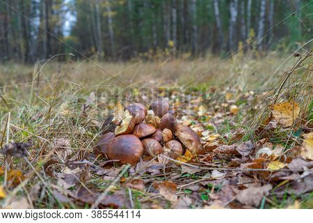 Butter Mushrooms Gathered By Mushroomers Lying On Ground In Autumn Forest Among Leaves And Grass. Su