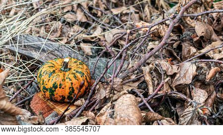 Pumpkin Decorative With Fallen Leaves On Ground In Nautre. Havest And Fall Concept.