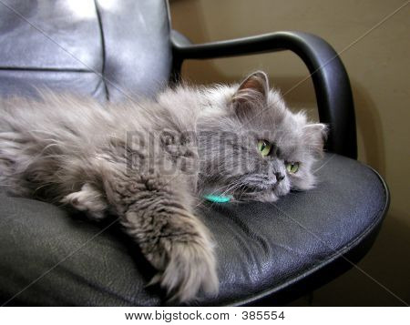 Gato persa