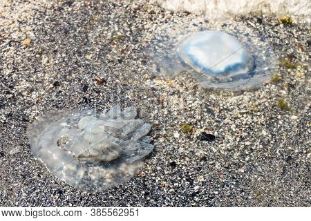 A Dead Cornerot Jellyfish Washed Ashore After A Storm.