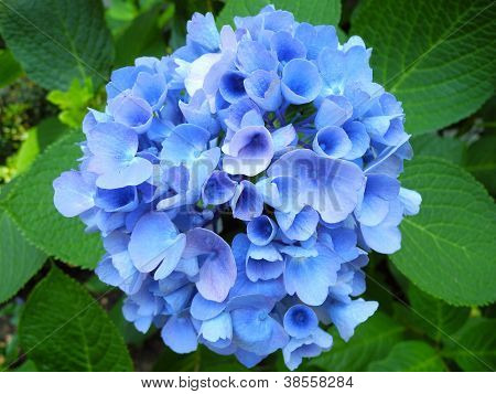Blue Hydrangea