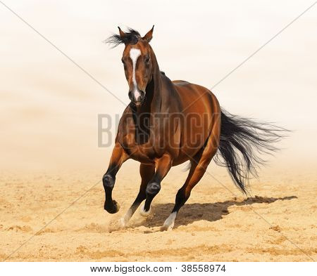 Semental de color rojo-Bahía Trakehner en movimiento en la arena