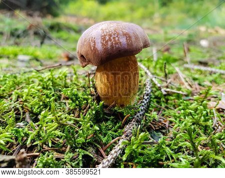 Mushrooms On The Ground Of A Forest