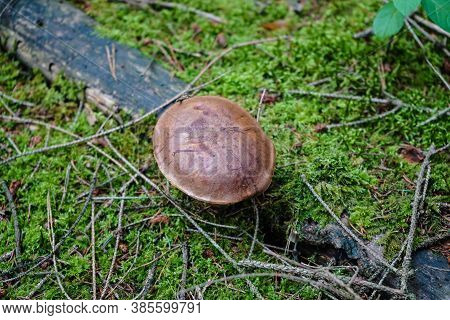 Mushrooms On The Ground Of A Forest