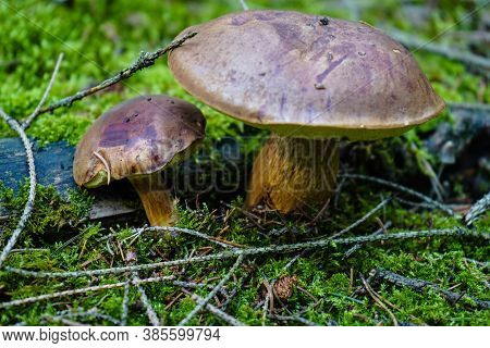 Mushrooms On The Ground Of A Forest