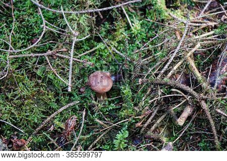 Mushrooms On The Ground Of A Forest