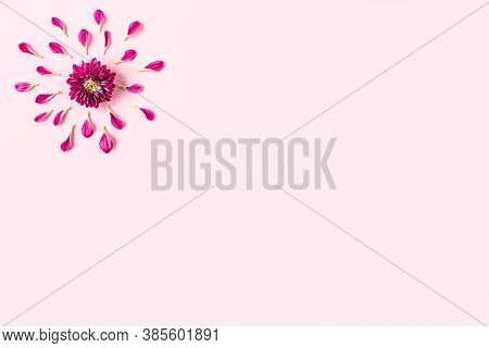 Pink Chrysanthemum On A Pink Background With A Space For Text. Layout Of Pink And Green Petals On A 